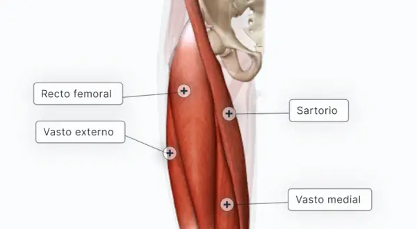 Músculos de la pierna: Anatomía, función y cómo cuidarlos sin lesiones