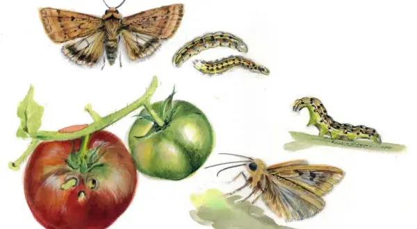Farfalle e bruchi che attaccano pomodori. Illustrazione di possibili rimedi contro il verme del pomodoro.