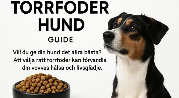 En hund tittar på en skål med torrfoder. Guiden "Torrfoder Hund" hjälper dig att välja rätt foder för din hunds hälsa. Hur mycket torrfoder till hund?