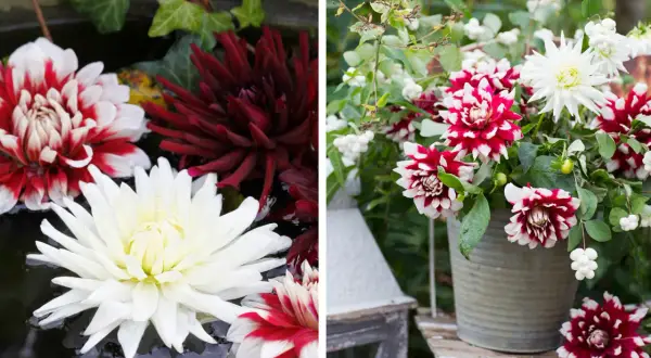 Vackra dahlia i kruka, både flytande i vatten och i en grå kruka, med vita och mörkröda blommor.