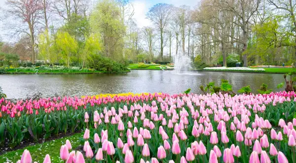 Kiedy kwitną tulipany w Holandii, park rozkwita feerią barw. Różowe i żółte kwiaty otaczają staw z fontanną, tworząc malowniczy widok.