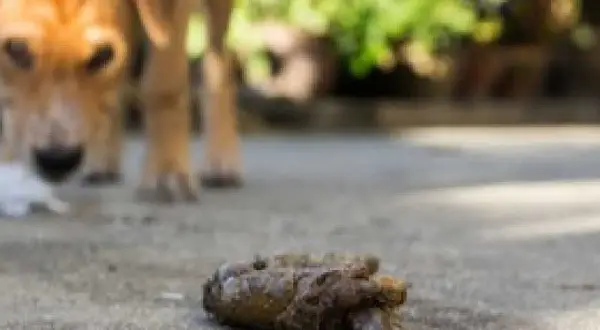 Un perro marrón se agacha para comer cacas de la calle.
