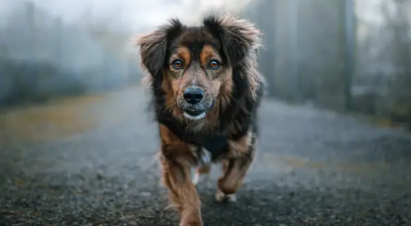 A dog with striking amber eyes runs towards the camera on a misty path. This image offers inspiration for how to take pet photos, capturing movement and emotion.