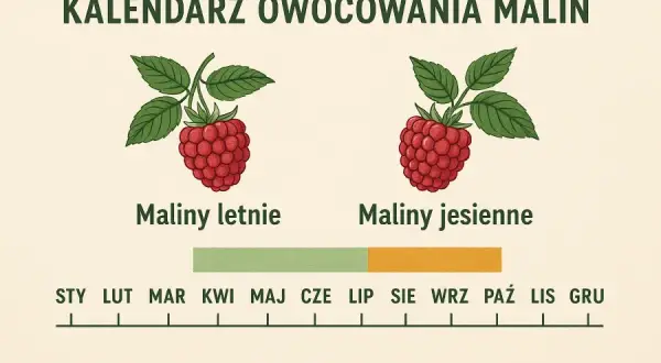 Polskie maliny: Kiedy smakują najlepiej? Kalendarz zbiorów