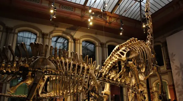 Szkielet dinozaura w berlińskim muzeum. Ogromne kości i żebra tworzą imponujący widok.