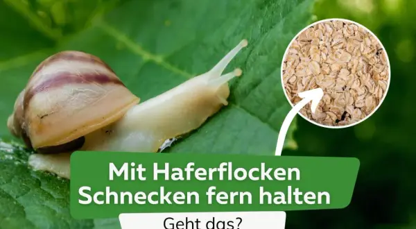 Schnecken auf einem Blatt, daneben ein Kreis mit Haferflocken. Text: "Mit Haferflocken Schnecken fern halten. Geht das?