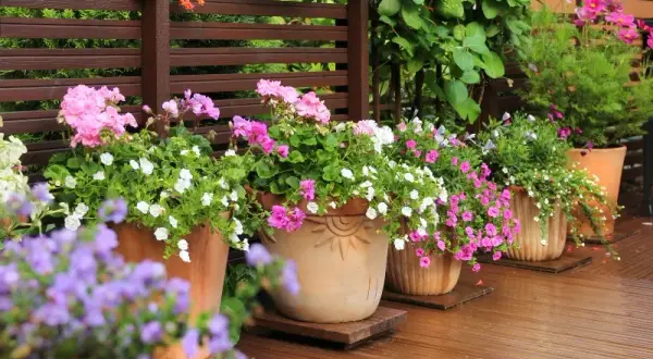Kiedy sadzić kwiaty na balkon, aby uniknąć przymrozków i cieszyć się pięknem?