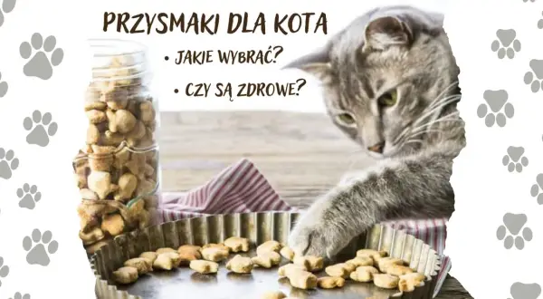Szary kotek bada zdrowe przysmaki dla kota. Słoik pełen ciasteczek i blaszka z wypiekami.