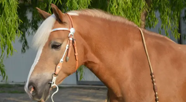 Piękny koń rasy haflinger z grzywą w kolorze blond, w skórzanej uzdzie z ozdobnymi srebrnymi elementami, pod zwisającymi gałęziami drzewa.