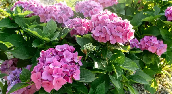 En buske med rosa hortensior i full blom. En stickling hortensia som växer sig stor och vacker.