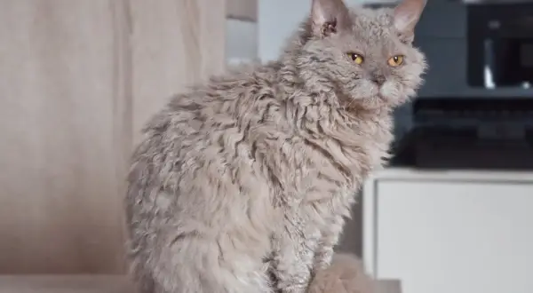 Puszysty kot rasy Selkirk Rex o kręconej sierści siedzi na meblu, patrząc w obiektyw.