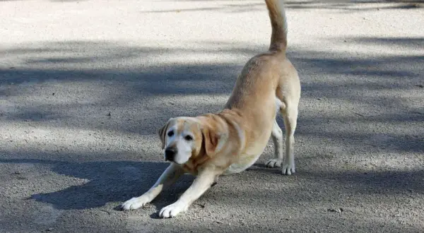Ein heller Labrador streckt sich auf dem Boden, sein Schwanz wedelt erwartungsvoll. Der Hund stellt sich mir vor, bereit zum Spielen.
