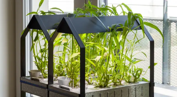 Un rigoglioso orto idroponico con piante verdi lussureggianti cresce in un sistema moderno, vicino a una finestra.