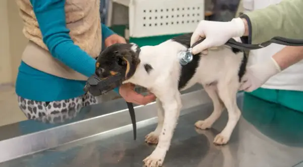 Veterinario Bargas: Servicios de calidad para la salud de tus mascotas
