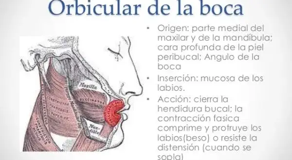 Conoce los músculos orbicular de la boca y su importancia en la expresión