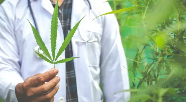 Medyczna marihuana gdzie kupić - krok po kroku do legalnego zakupu