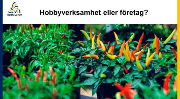 Chiliplantor med frukter i olika färger. Är din hobbyverksamhet ett företag?