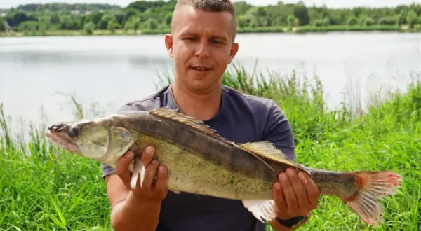 Szczęśliwy wędkarz prezentuje okazałego sandacza złowionego nad zalewem Brody.