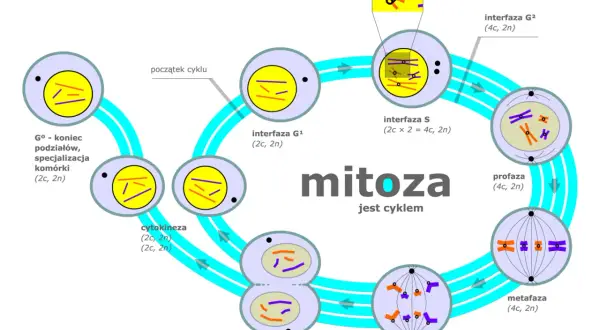 Cykl komórkowy: co to jest mitoza, przedstawiona jako cykl z fazami: interfaza G1, S, G2, profaza, metafaza, anafaza, telofaza i cytokineza.
