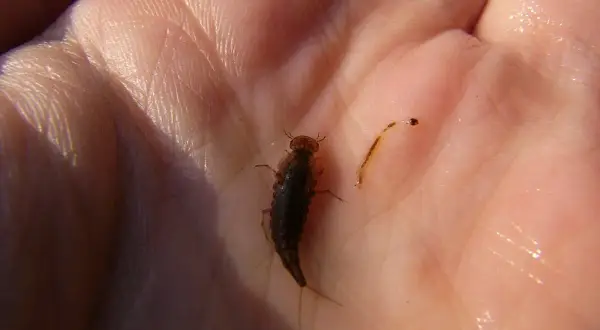 Deux larves d'eau, l'une plus grande et foncée, l'autre petite et translucide, reposent sur une main humaine.