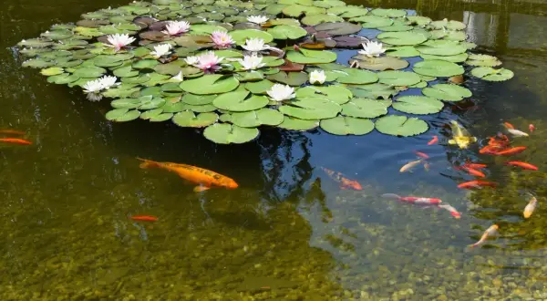 Un étang paisible avec des nénuphars blancs et roses, et des poissons koïs colorés nageant parmi les joncs.
