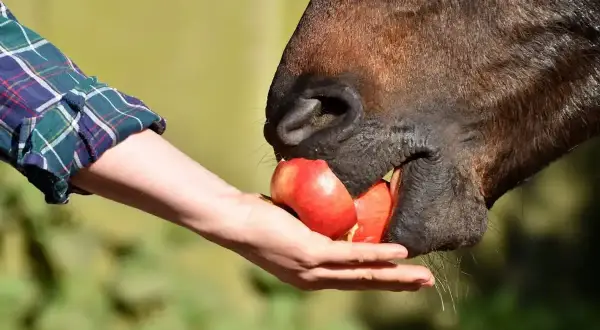 Koń chętnie gryzie jabłko podane z ręki. To pokazuje, co jedzą konie, gdy dostają smakołyki.