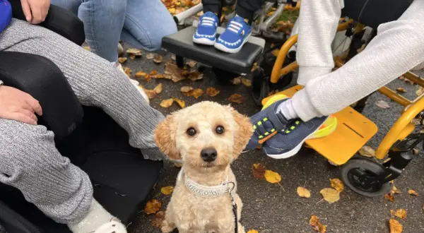 Ein süßer Hund sitzt im Herbstlaub, bereit für seine Therapiehund Ausbildung. Kinder in Rollstühlen sind um ihn herum.