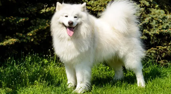 Pies jak husky: rasy, które zaskakują podobieństwem i charakterem