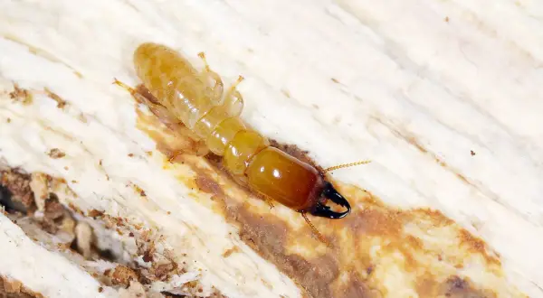 Termite alata con mandibole scure su legno, forse in cerca di un nuovo nido.