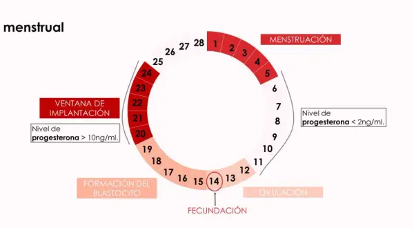 Diagrama del ciclo menstrual. Muestra la menstruación, ovulación, fecundación, formación del blastocito y ventana de implantación. Niveles de progesterona varían, siendo >10ng/ml durante la ventana de implantación.