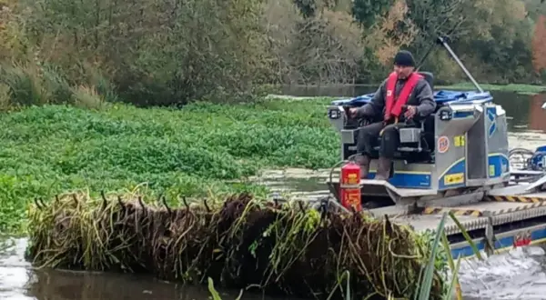 Un opérateur sur une barge retire la jussie rampante envahissante d'un cours d'eau, protégeant ainsi l'écosystème.