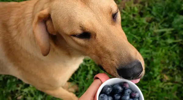 Ein brauner Hund leckt Blaubeeren aus einer Tasse.