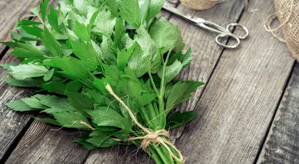 Jak przycinać lubczyk? Poradnik krok po kroku dla lepszego aromatu