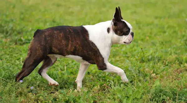 Boston terrier z uszami jak nietoperz biegnie przez zieloną trawę, ciesząc się wiosennym dniem.