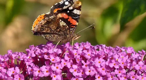 Motyl o barwnych skrzydłach przysiadł na fioletowym krzewie motyli, czerpiąc nektar.