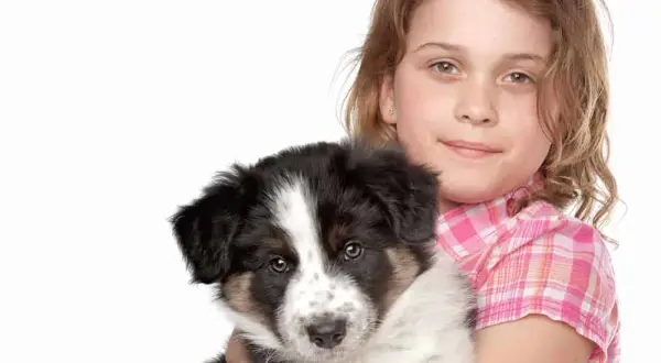 Ile kosztuje border collie z hodowli? Ceny, które warto znać