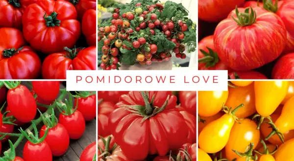 Kolaż zdjęć prezentujący różne odmiany pomidorów: od dużych, karbowanych, przez drobne koktajlowe, po żółte, podłużne.