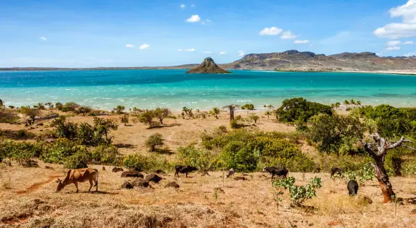 Krajobraz Madagaskaru z krowami na pierwszym planie i turkusową wodą w tle. Idealny czas, by odwiedzić Madagaskar, to sucha pora roku.