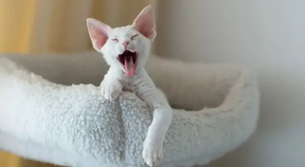 Białe koty Devon Rex: unikalne cechy, osobowość i dostępność