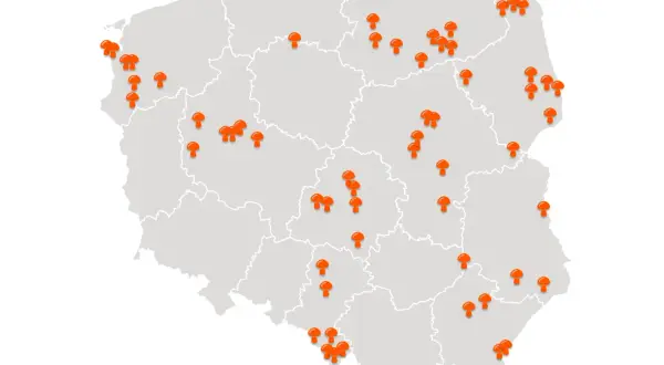 Mapa Polski z zaznaczonymi pomarańczowymi grzybami w różnych lokalizacjach.