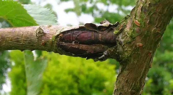 Uszkodzona kora drzewa owocowego, widoczne ciemne, podłużne struktury, mogące świadczyć o chorobach drzew owocowych.