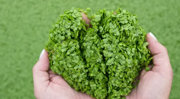 Mains tenant une poignée de plante canard, une petite plante aquatique verte, sur fond flou de gazon artificiel.