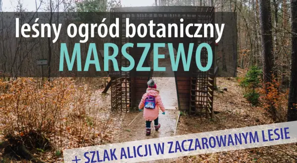 Dziecko wchodzi do leśnego ogrodu botanicznego Marszewo, odkrywając szlak Alicji w zaczarowanym lesie.