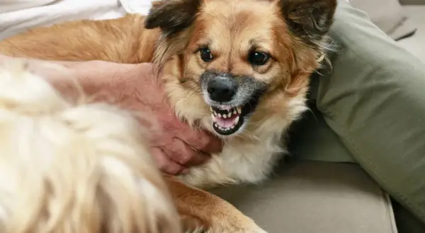 Ein brauner Hund knurrt einen Besucher an, seine Zähne sind gefletscht.