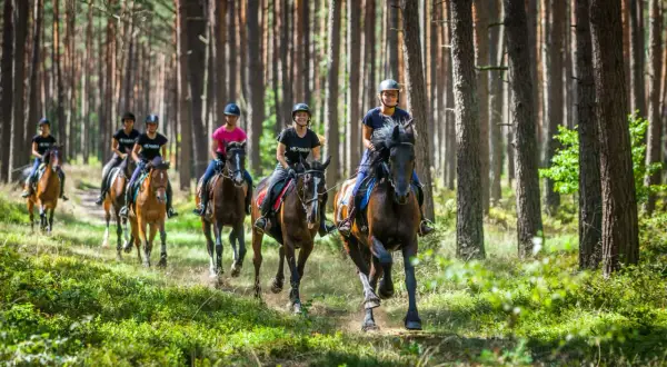 Stadnina koni Kraków: Wybierz idealną! Cennik i pełna oferta