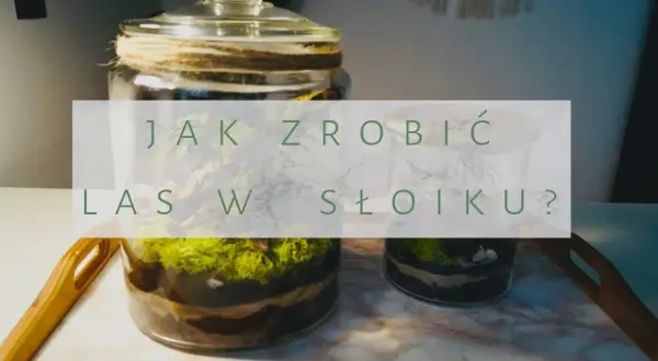 Las w słoiku DIY: Twój kompletny przewodnik krok po kroku
