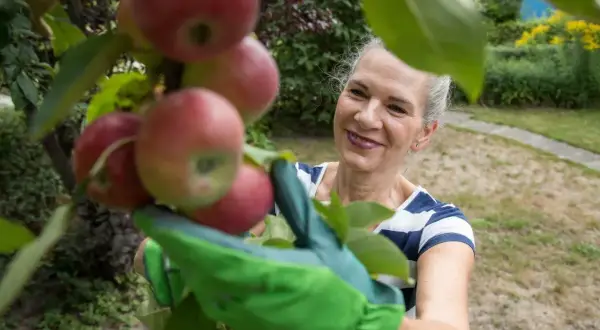 Frau mit grünen Handschuhen erntet reife Äpfel von einem Baum. Sie lächelt, während sie sich um den Apfelbaum kümmert.