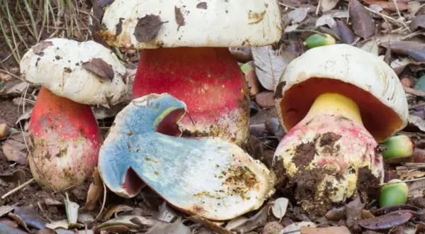 Un grupo de setas de colores vibrantes, con sombreros blancos y tallos rojos, una de ellas cortada revela un interior azulado. Podría ser el boletus mas grande del mundo.