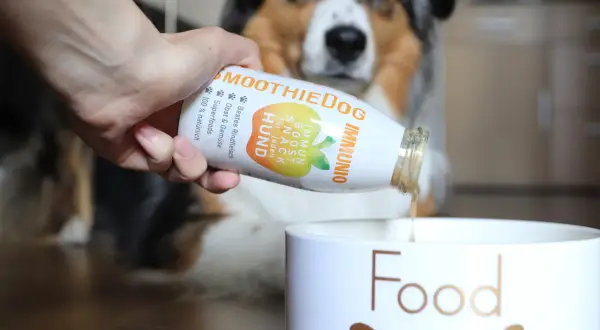 Hand gießt Smoothie für Hund ins Futter. Der Hund frisst im Urlaub nicht, aber dieser Snack könnte helfen.