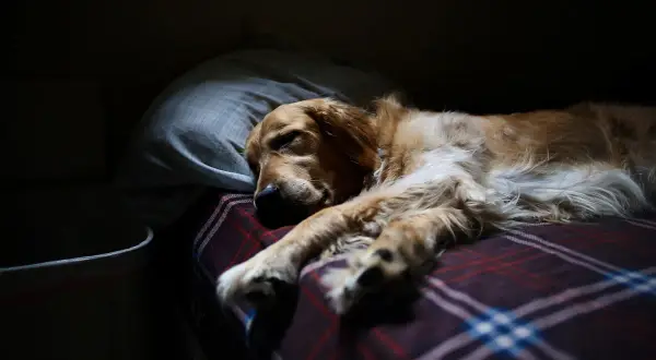 Złoty retriever śpi na kocu w kratę, z głową na poduszce. Czy psy śnią? Ten pies wygląda, jakby śnił o gonieniu wiewiórek.